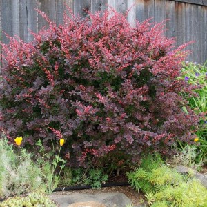 Саженец барбариса Атропурпуреа (Atropurpurea) 