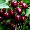 Черешня Ариадна