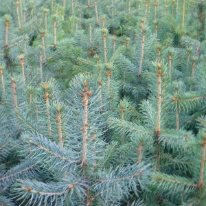 Саженец Ели Голубой Глаука (Glauca) 40-60 см