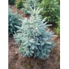 Саженец Ели колючая голубой Кейбаб (Pungens Glauca Kaibab) (саженец до 40 см)
