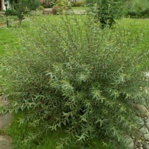 Ива шаровидная Нана