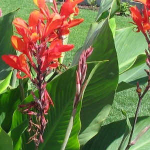 Клубень канны Клара Буиссон (Klara Buisson)