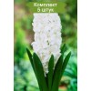 Луковицы Гиацинта Сноу Кристалл  (Snow Crystal) -  комплект 5 шт.