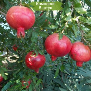 Саженцы граната Ак Дона Крымская -  комплект 5 шт.