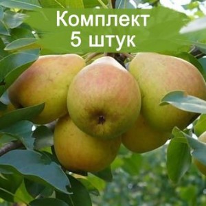 Саженцы колоновидной груши белокрасная ранняя -  комплект 5 шт.