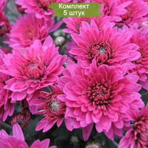Саженцы сиреневой хризантемы мультифлоры Брандевил (Brandrim) -  комплект 5 шт.