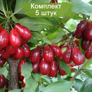 Саженцы кизила Артемий -  комплект 5 шт.