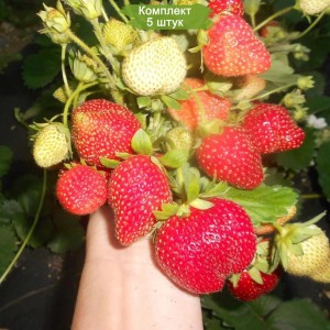 Саженцы ремонтантной Клубники Шарлотта (Средняя) -  комплект 5 шт.