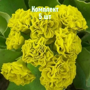 Комплект 5шт / Примула Форест Лемон