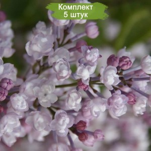 Комплект 5шт / Сеянец Сирень Anabel