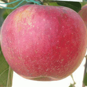 Саженцы яблони Аврора -  комплект 5 шт.