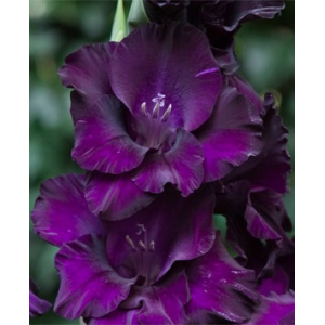 Луковица гладиолуса Блэк Вельвет (Black Velvet)