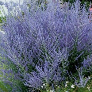 Саженец Перовскии лебедолистной Серебристо-Голубой