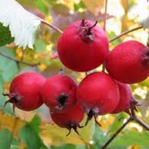 Саженец Боярышника Барыня