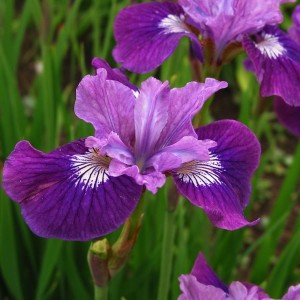 Саженец ириса Леди Ванесса (Lady Vanessa)