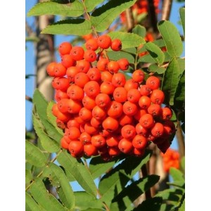 Саженец рябины красной