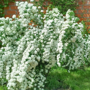 Саженец Спиреи ВанГутта (Vanhouttei)