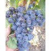 Виноград Алеатико