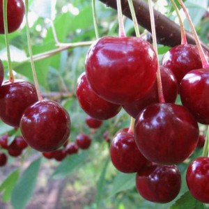 Вишня Стойкая